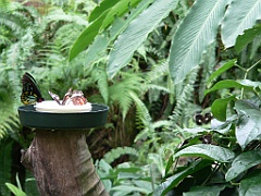 072 Kuranda Butterfly Sancturary